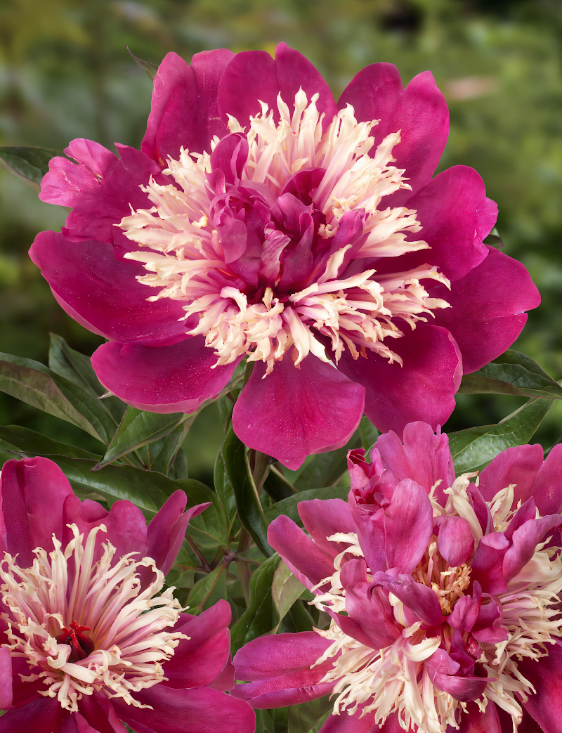 Paeonia lactiflora 'Top Hat' con fiori rosa e bianchi in piena fioritura in un giardino elegante