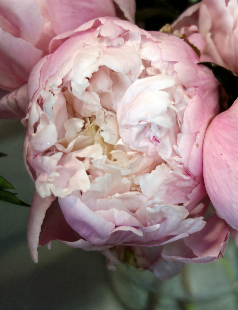 Paeonia lactiflora 'Vogue' in piena fioritura con fiori doppi rosa pallido e crema.