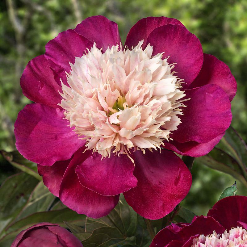 Paeonia lactiflora 'White Cap', splendida peonia erbacea a fiore doppio bianco con centro giallo