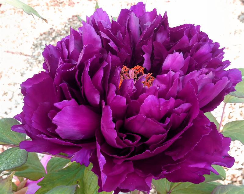 Paeonia Suffruticosa arborea Viola in piena fioritura in giardino