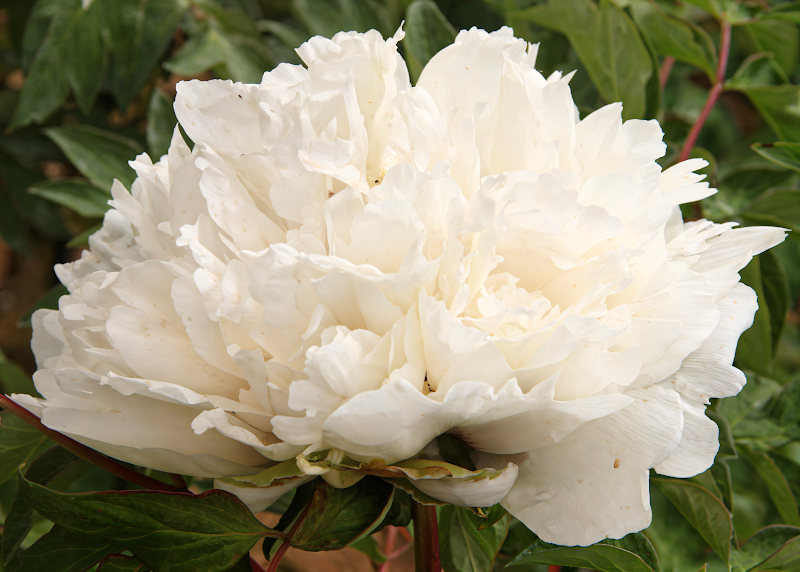 Paeonia Suffruticosa (arborea) - Bianca fiorita in un giardino elegante