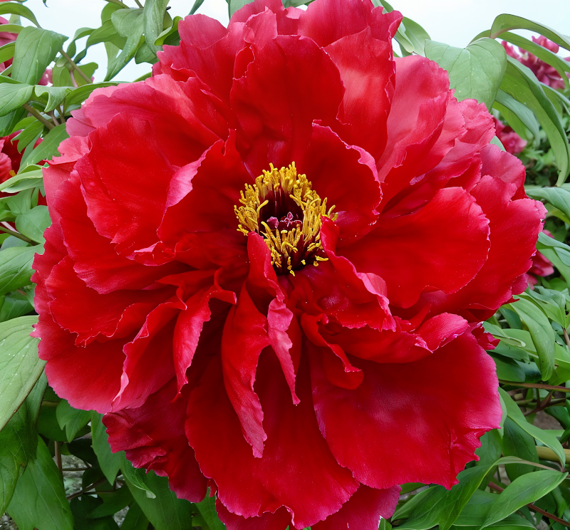 Paeonia suffruticosa 'Rosso Scuro' in piena fioritura, fiori scarlatti in giardino