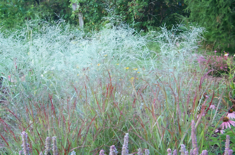 Panicum virgatum Prairie Sky in piena fioritura con spighe leggere