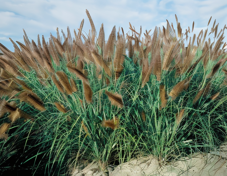 Pennisetum alopecuroides 'Viridescens' con spighe scure e fogliame verde bronzeo in un giardino naturalistico.