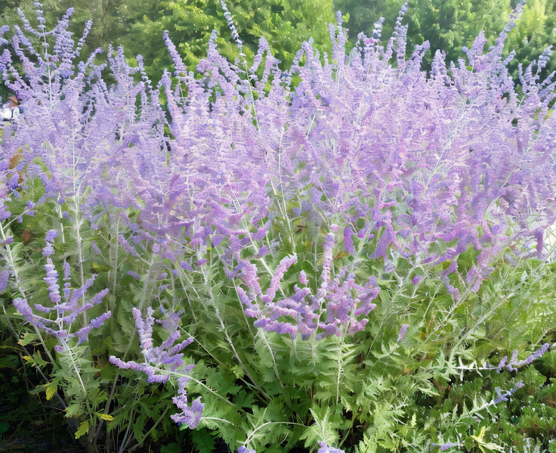 Perovskia atriplicifolia 'Blue Spire' in piena fioritura, un'onda azzurra nel giardino assolata