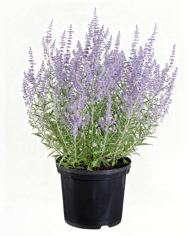 Perovskia atriplicifolia 'Lacey Blue' in piena fioritura, un tocco di blu nel giardino