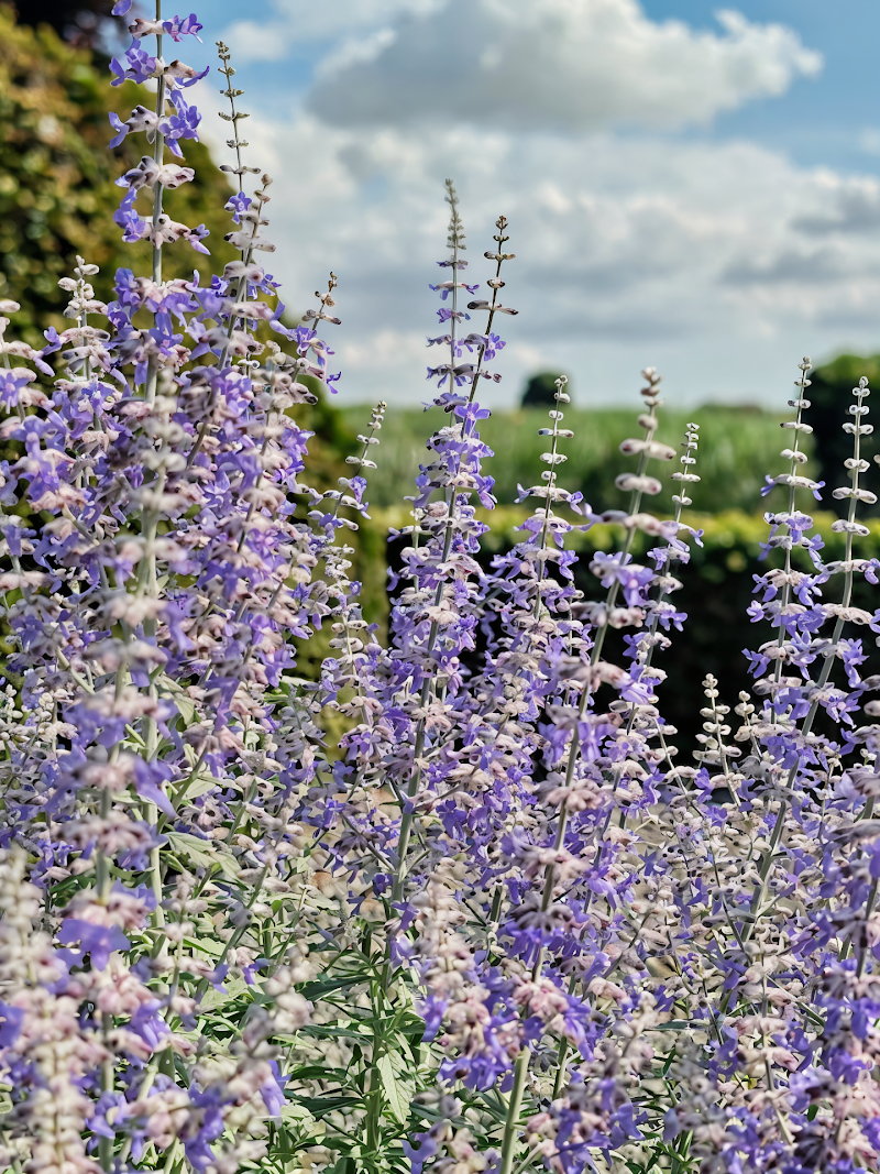 Perovskia atriplicifolia 'Prime Time' con fiori blu lavanda in pieno sole
