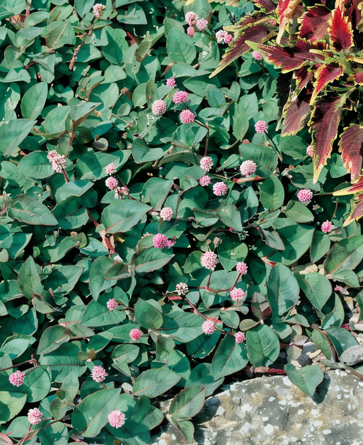 Polygonum - Capitatum Pink tappezzante con fiori rosa in giardino roccioso