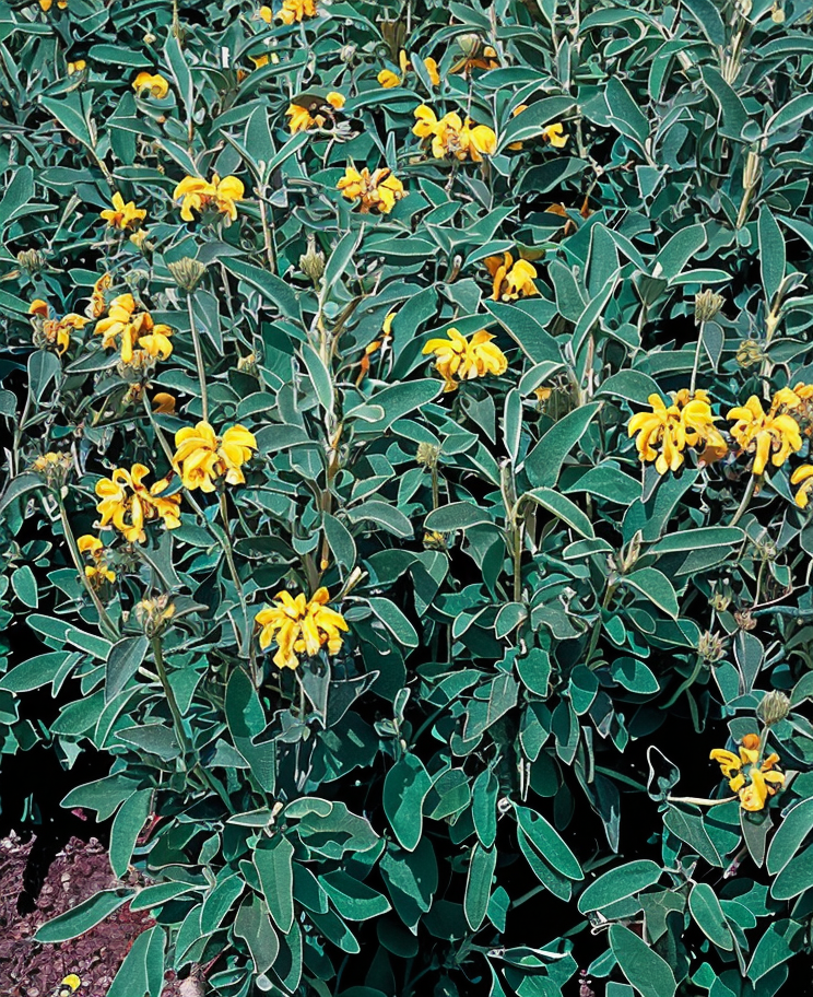 Phlomis fruticosa Salvia di Gerusalemme fiorita in pieno sole.