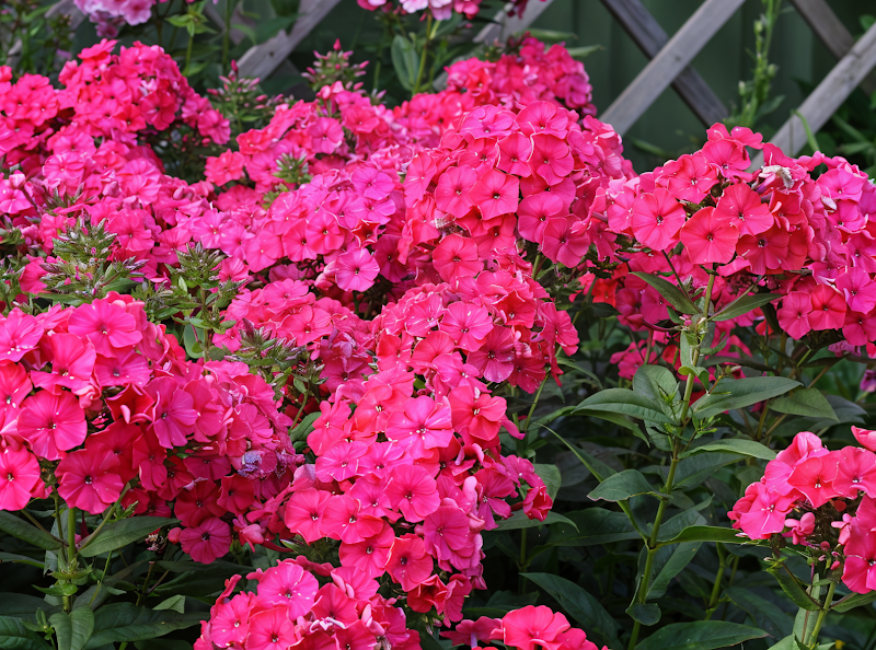 Phlox paniculata 'Red Riding Hood' con dense infiorescenze rosse