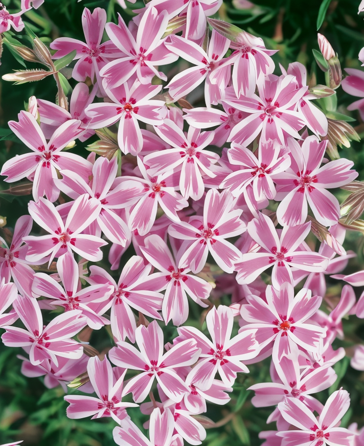Phlox subulata 'Candy Stripes' fiorito in giardino roccioso