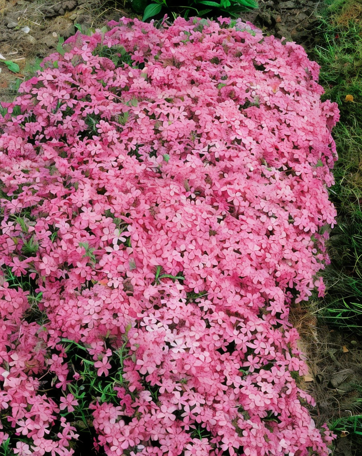 Phlox subulata G.f. Wilson in piena fioritura, tappeto di fiori lilla