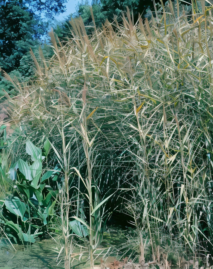 Phragmites australis in un ecosistema acquatico, canne di palude al tramonto.