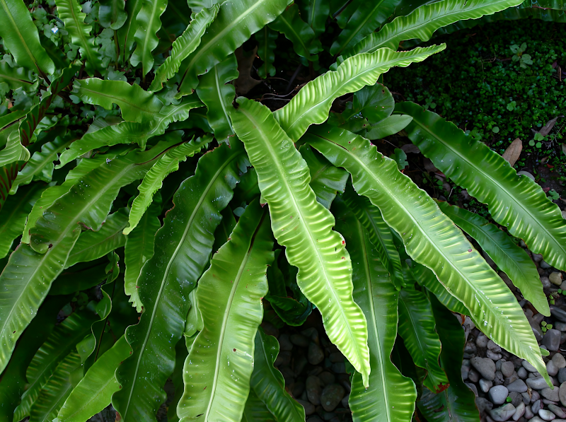 Felci - Phyllitis Scolopendrium (Lingua di cervo) in un giardino ombroso