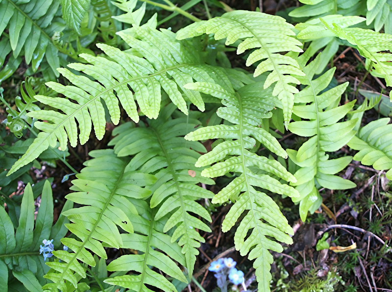 Polypodium vulgare felce comune in giardino ombroso