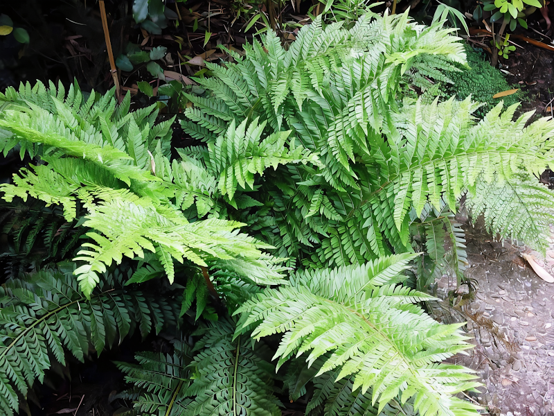 Polystichum aculeatum, felce spinulosa nel suo ambiente naturale ombreggiato