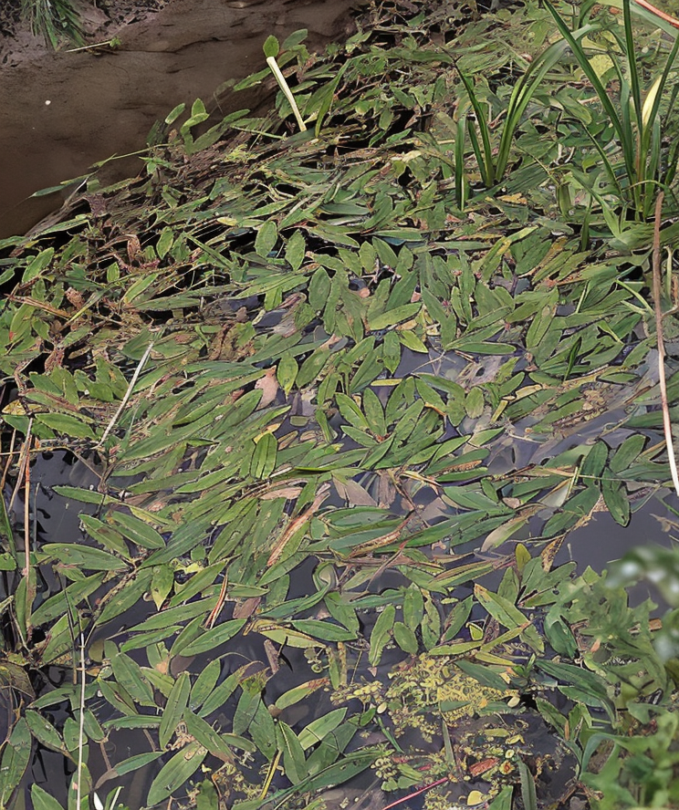 Potamogeton natans, ninfea galleggiante in laghetto, foglie ovali verdi