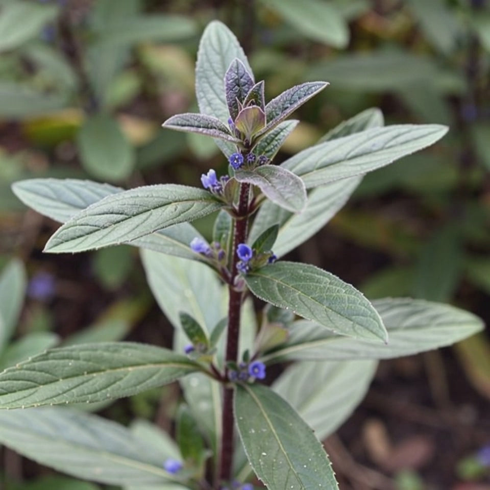 Ceratostigma wilmottianum in movimento