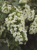Infiorescenze bianche di Ortensia Snowflake