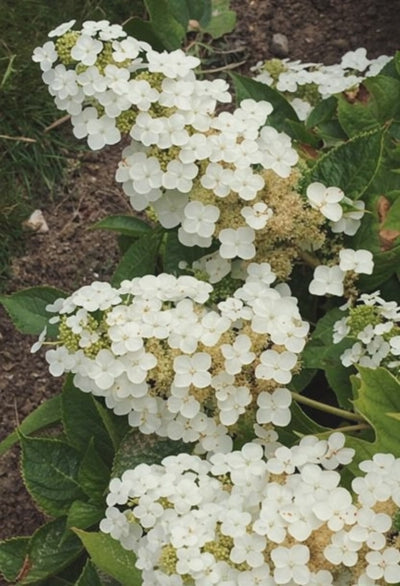 Ortensia - Hydrangea Quercifolia 'Alice'