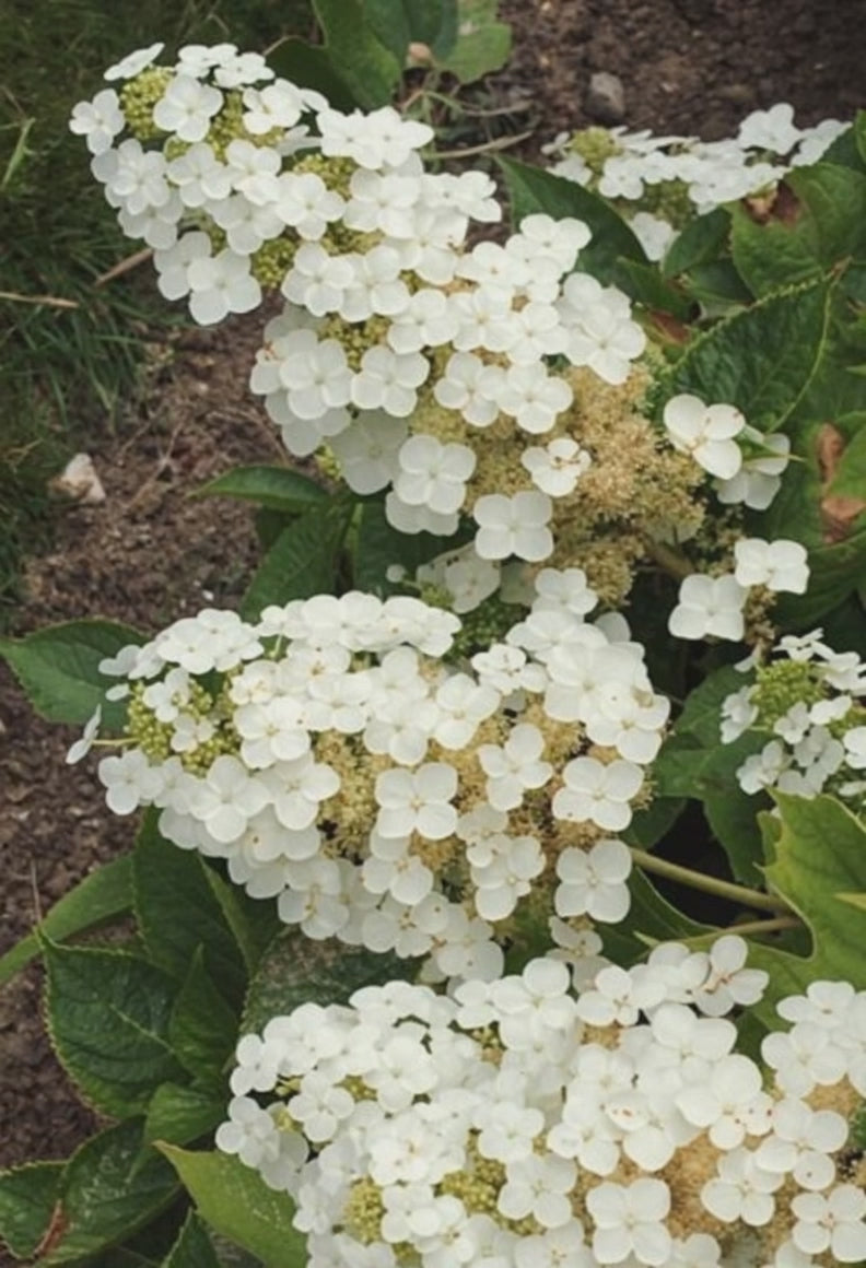 Ortensia - Hydrangea Quercifolia 'Alice'