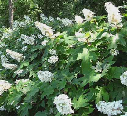 Fiori bianchi di Hydrangea quercifolia