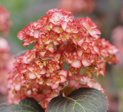Ortensia - Hydrangea Macrophylla 'You And Me Miss Saori'
