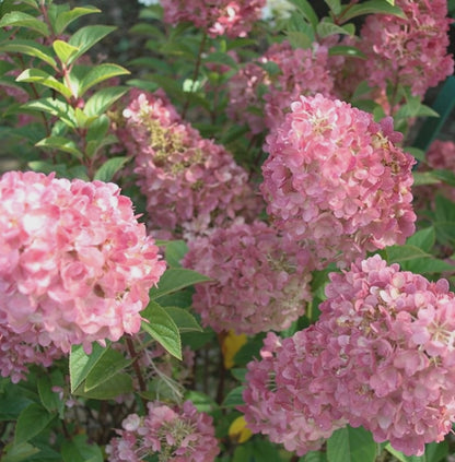 Fiori rosa di Hydrangea paniculata Pink Lady