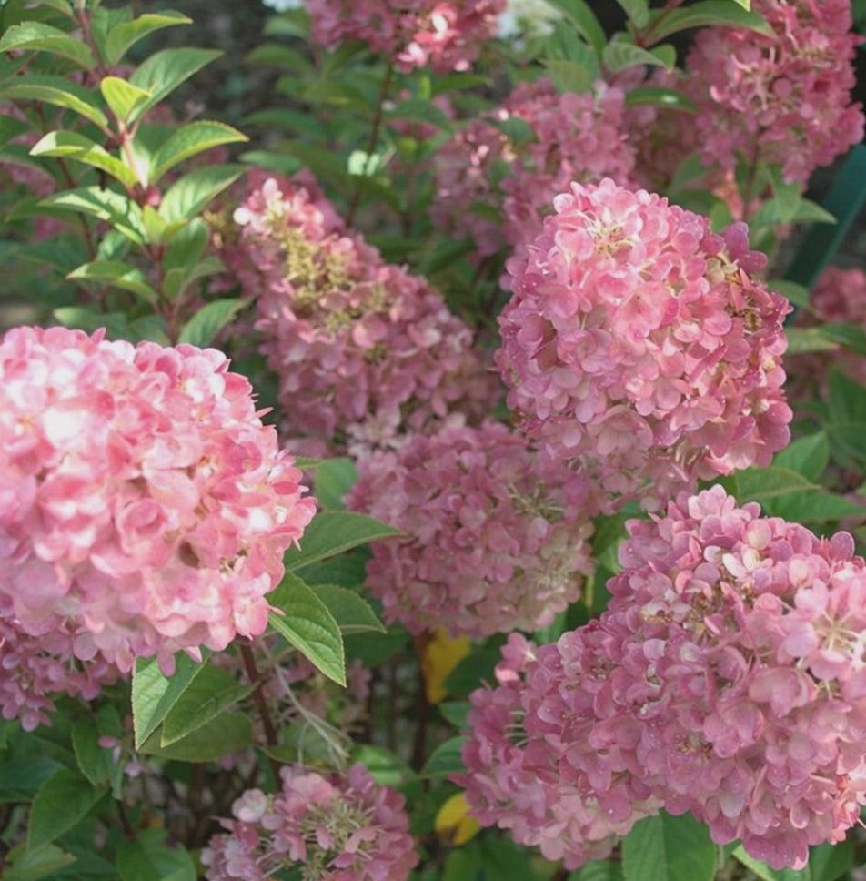 Fiori rosa di Hydrangea paniculata Pink Lady