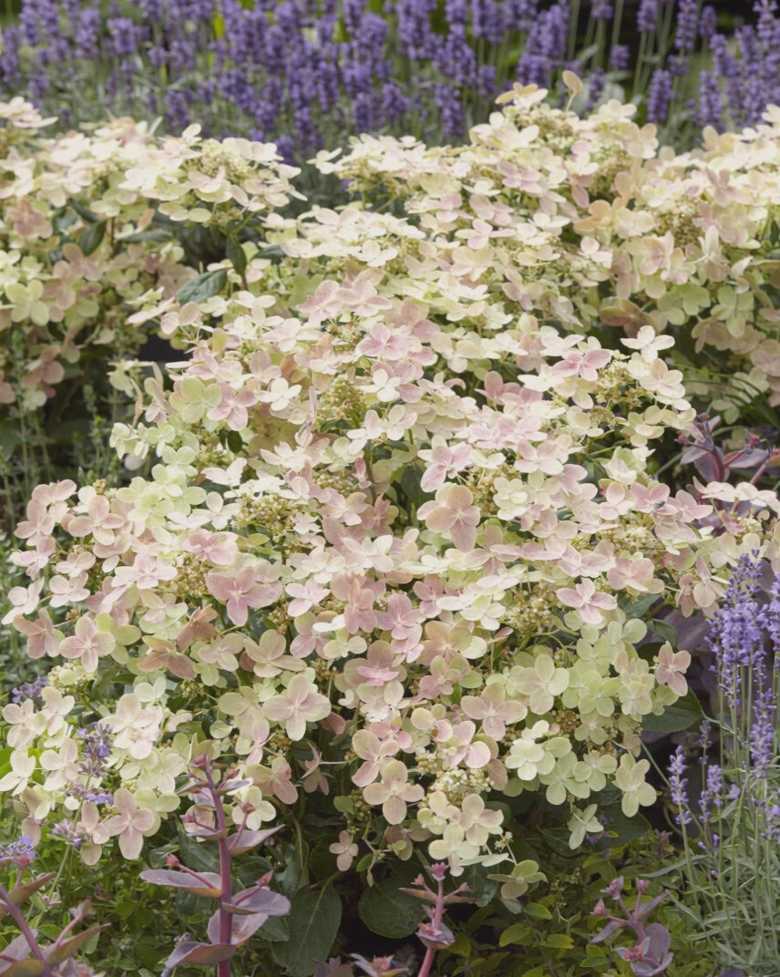 Infiorescenze rosa tenue di Hydrangea Polestar