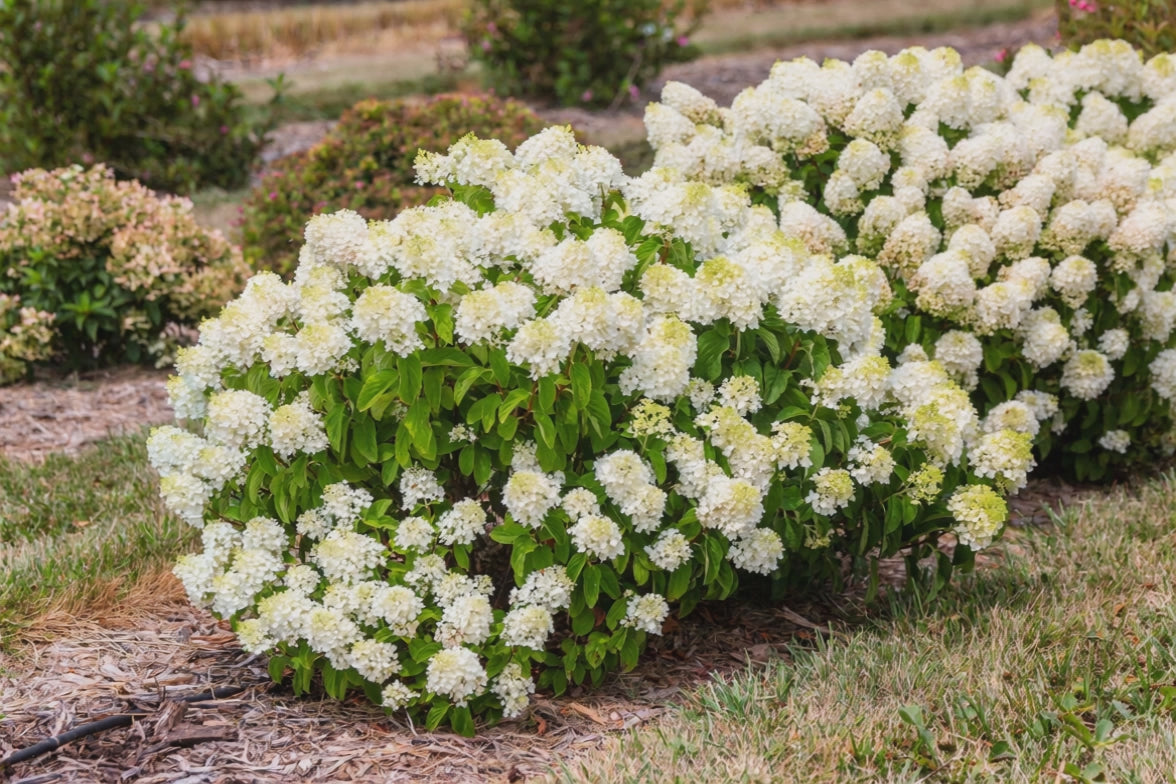  Hydrangea Paniculata 'Little Hottie'