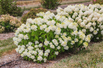  Hydrangea Paniculata 'Little Hottie'