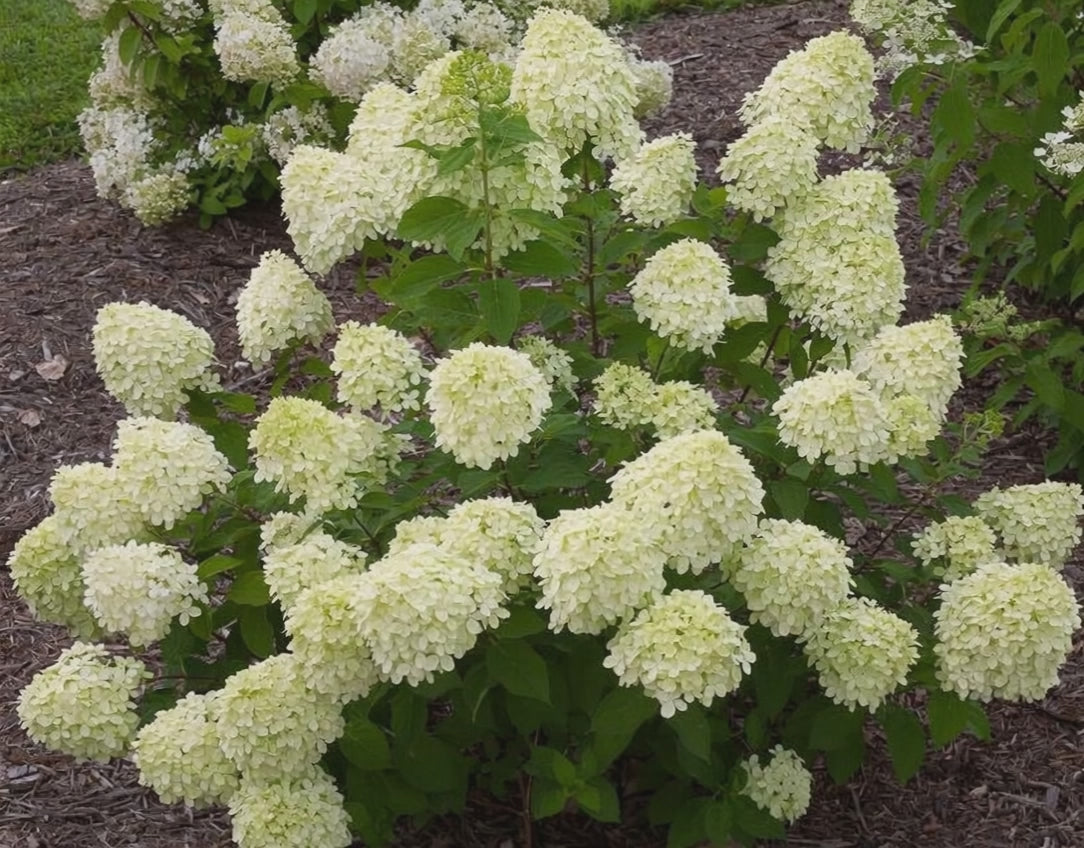 Ortensia Paniculata 'Little Lime'