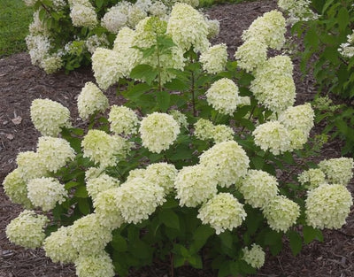 Ortensia Paniculata 'Little Lime'