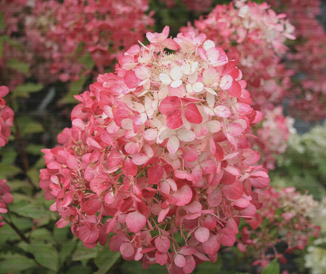 Infiorescenza rosa di Ortensia Diamant Rouge