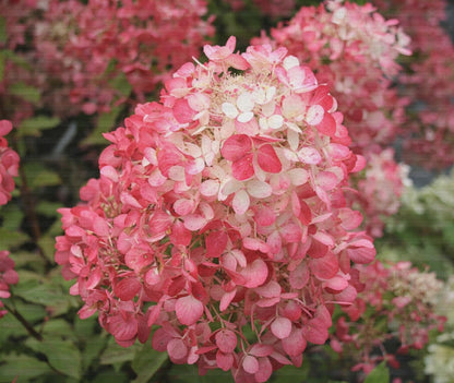 Infiorescenza rosa di Ortensia Diamant Rouge