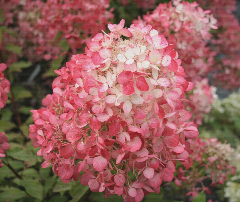 Infiorescenza rosa di Ortensia Diamant Rouge