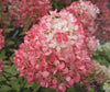 Infiorescenza rosa di Ortensia Diamant Rouge