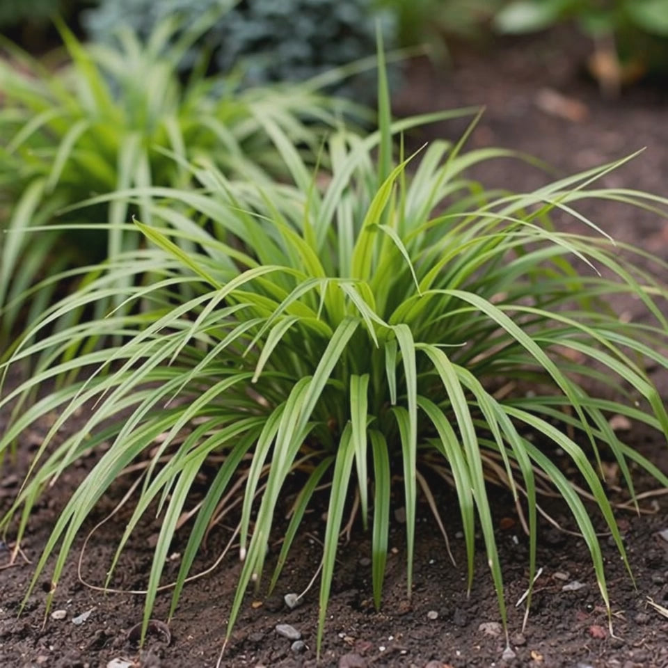 Carica il video: Hakonechloa macra 