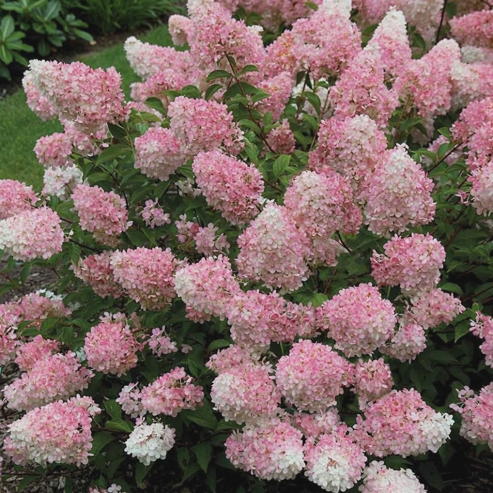 Pannocchie rosa di Ortensia Vanille Fraise