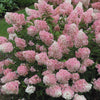 Pannocchie rosa di Ortensia Vanille Fraise