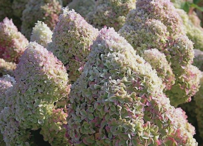 Ortensia - Hydrangea Paniculata 'Diamantino'