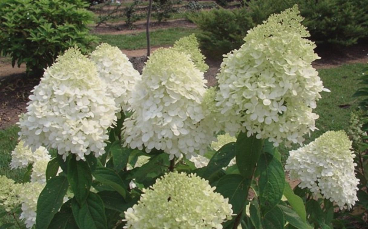 Ortensia - Hydrangea Paniculata 'Limelight'