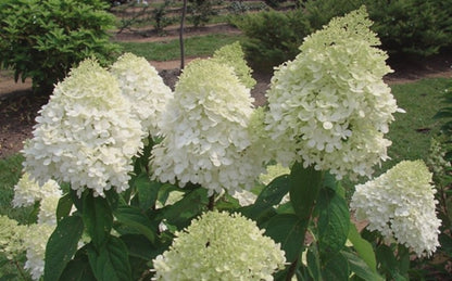 Ortensia - Hydrangea Paniculata 'Limelight'