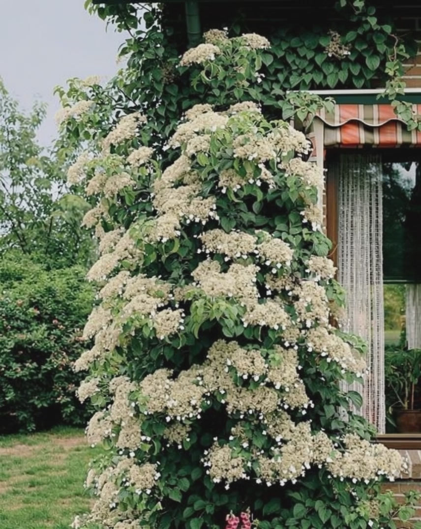 Parete coperta da Hydrangea petiolaris