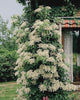 Parete coperta da Hydrangea petiolaris