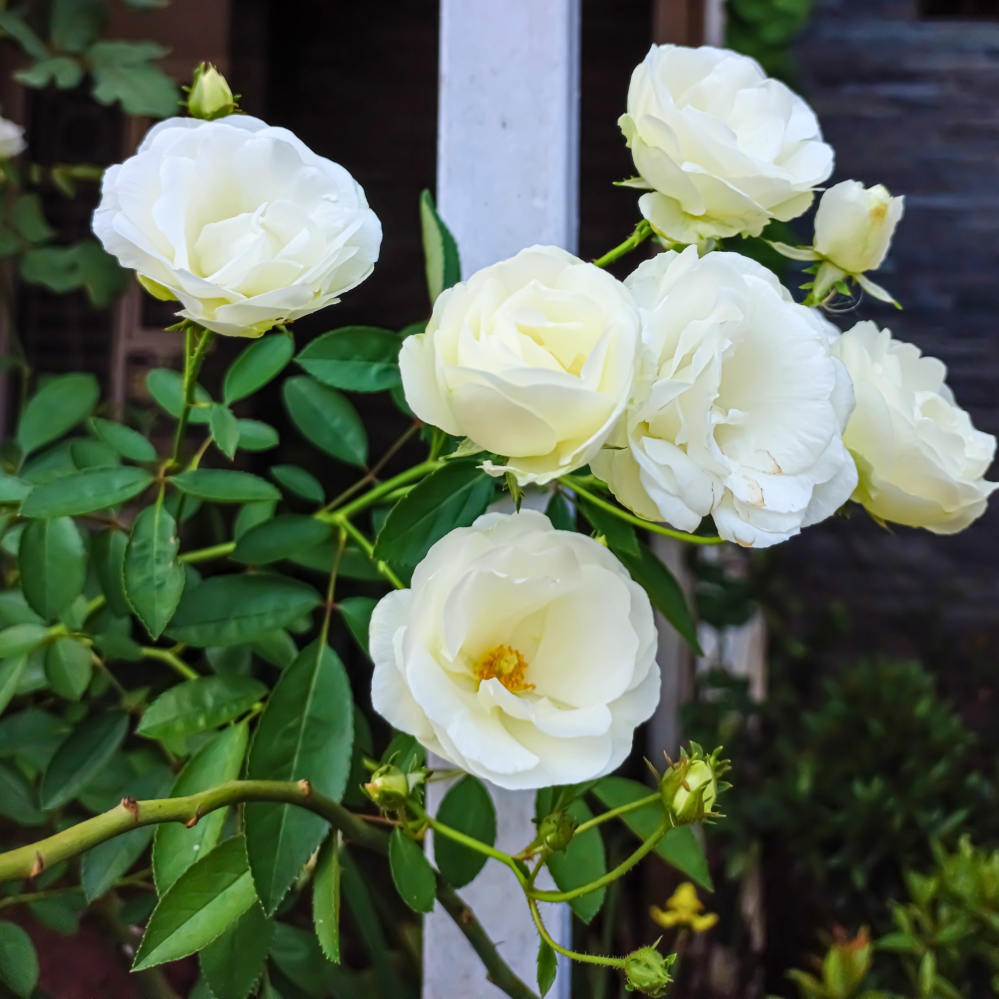 Rosa 'Iceberg'