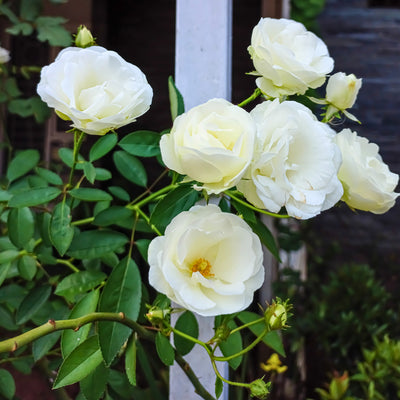 Rosa 'Iceberg'