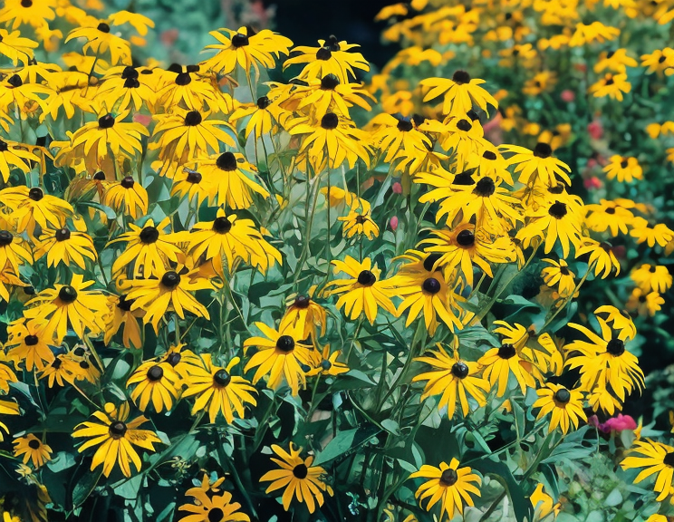Rudbeckia fulgida var. sullivantii Goldsturm fiorita in pieno sole nel giardino