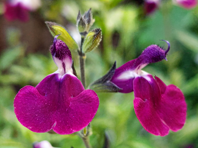 Salvia greggii 'Amethyst Lips' con i suoi caratteristici fiori bicolori viola e bianchi in piena fioritura sotto il sole estivo